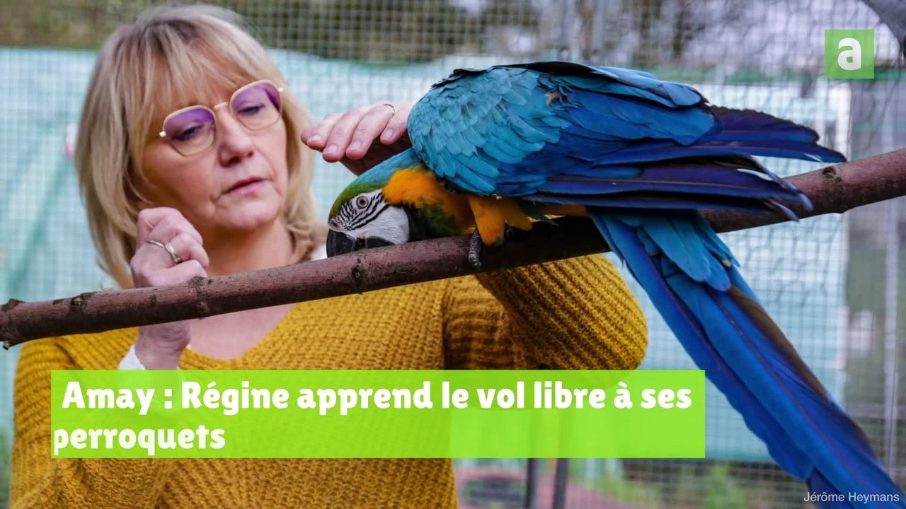Amay: Régine cherche un local pour entraîner ses perroquets au vol libre