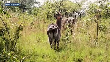 En mission en Afrique du Sud, le ministre Laurent Tchagba rencontre son homologue des Eaux et Forêts