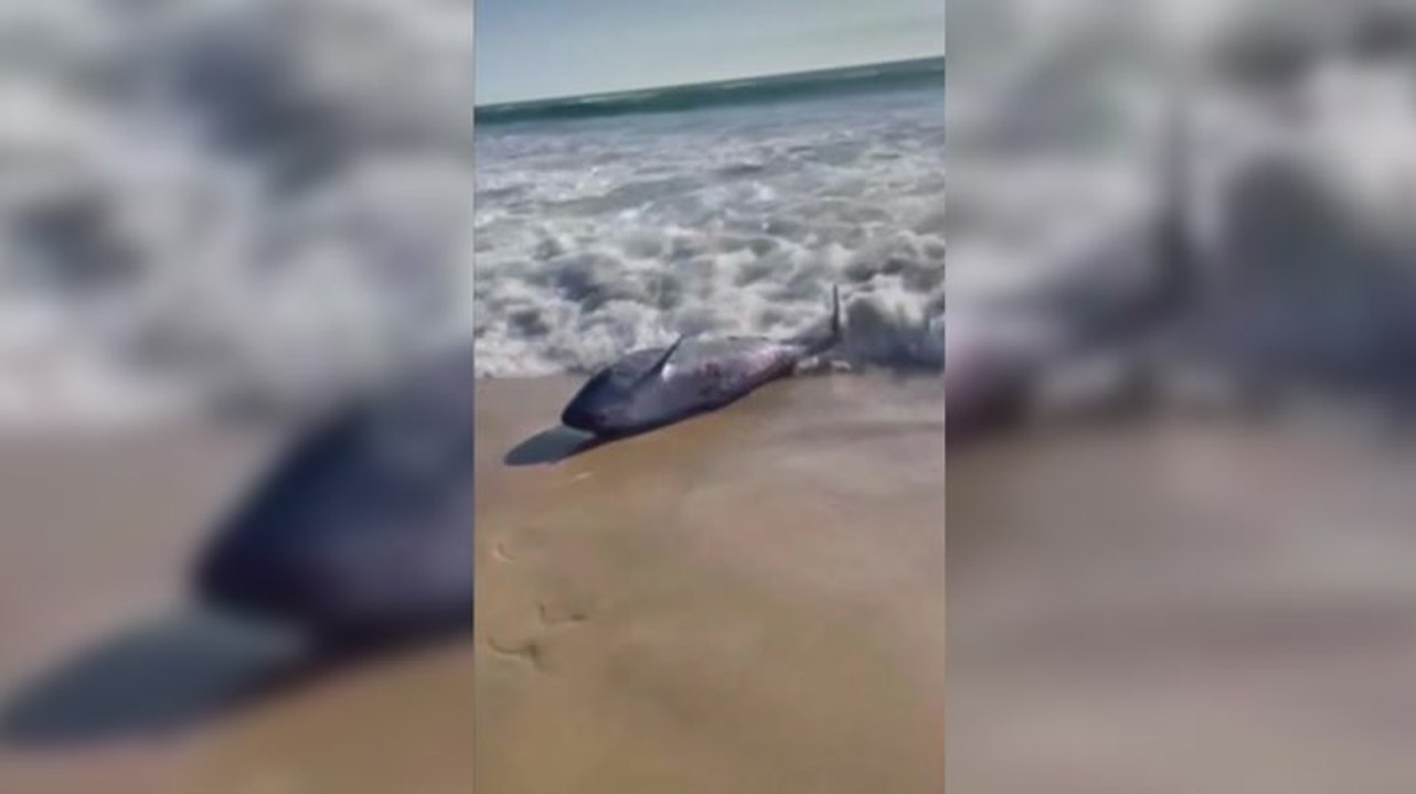 Whale with bite marks washes up on California beach after ‘aggressive shark activity’