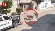 Separan del cargo a policías que atropellaron a un perrito en Chimalhuacán