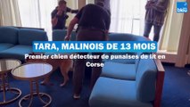 Tara, malinois de 13 mois, premier chien détecteur de punaises de lits en Corse