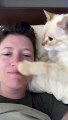 Sweet Cat Begs for Nose Kisses __ ViralHog (720p)