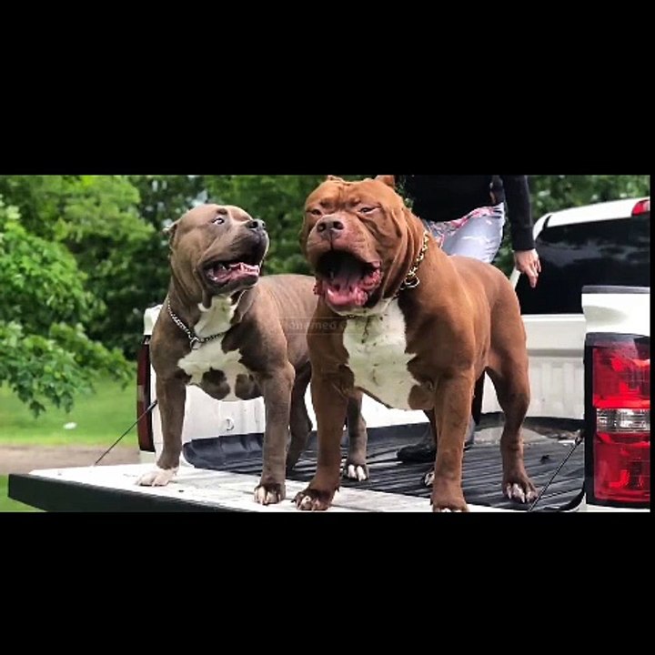 A dog banned in most countries of the world, and another rich dog///Un chien interdit dans la plupart des pays du monde, et un autre chien riche