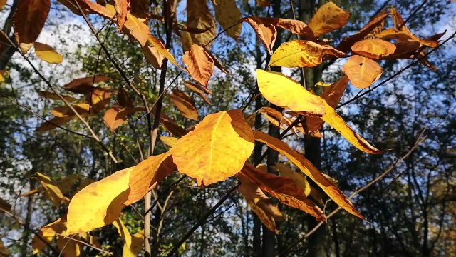 Dziennik Zachodni / Ogród Botaniczny w Mikołowie / Lucyna Nenow