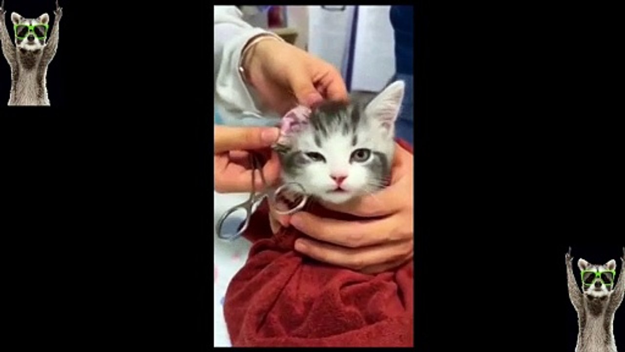New Funny Animals Video 2023 _ Funniest Cats and Dogs Videos _ New Funny Video Of Cat And Dogs #276