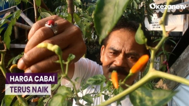 Harga Cabai Naik, Warga Parepare Tanam Sendiri di Pekarangan Rumah