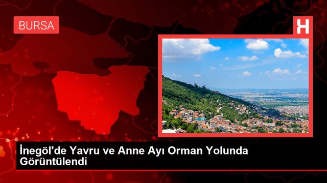 İnegöl'de Yavru ve Anne Ayı Orman Yolunda Görüntülendi