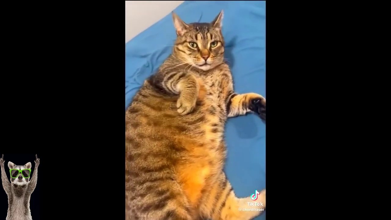 New Funny Animals Video 2023 _ Funniest Cats and Dogs Videos _ New Funny Video Of Cat And Dogs #281