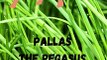 PALLAS THE PEGASUS