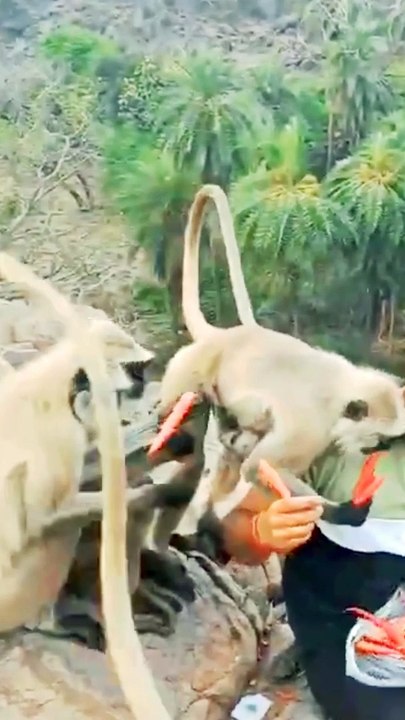 monkey video, monkey videos for kids, monkey video cartoon, monkey video song, monkey videos funny, monkey video comedy, monkey video dance, monkey video short, monkey videos telugu, monkey video tamil