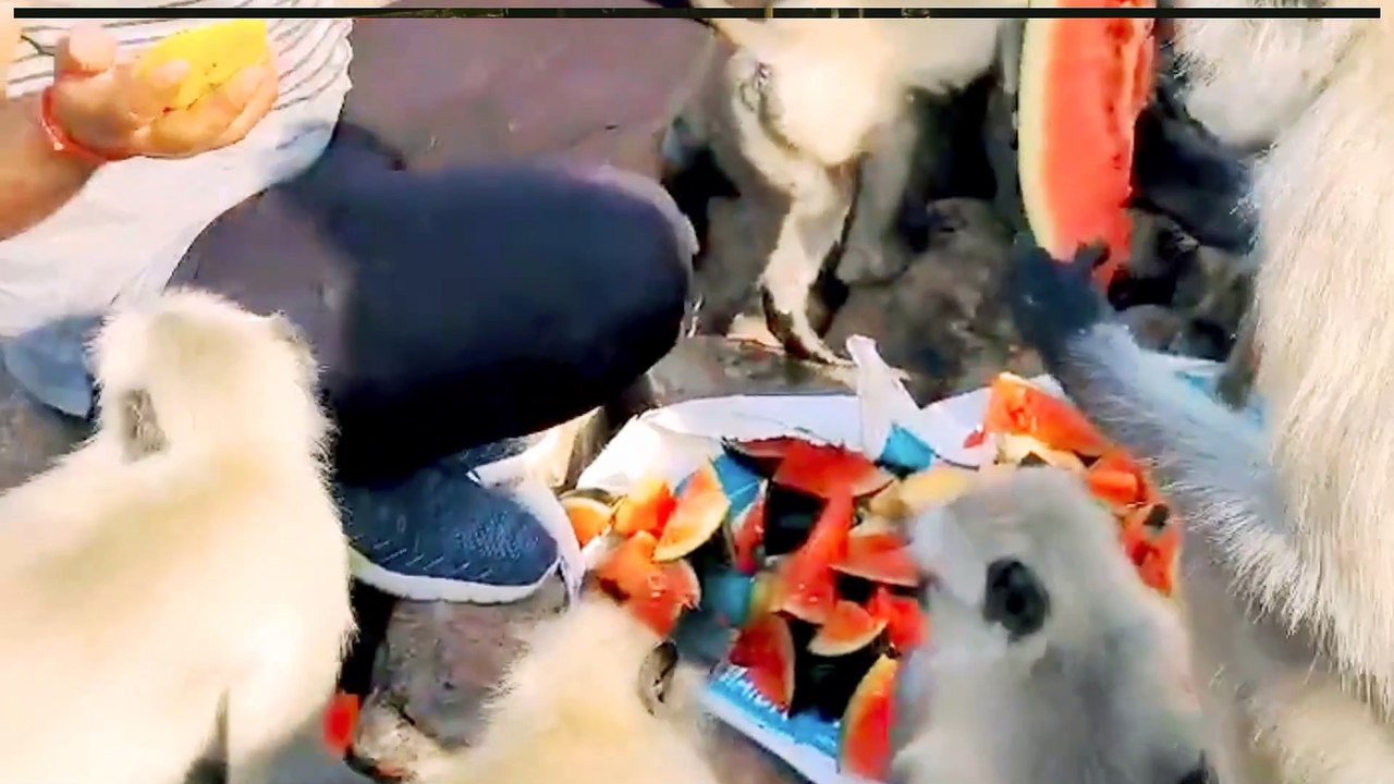 Indan Mankey Group Video, Langoor Shorts Video, Shorts Video, Animals Shorts, Animals Video New, Mankey Fight #Mankey#Animals#Cow#Langoor