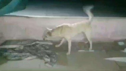 कोटा: कोबरा सांप और पालतू कुत्ते के बीच हुई खतरनाक जंग, देखे VIDEO