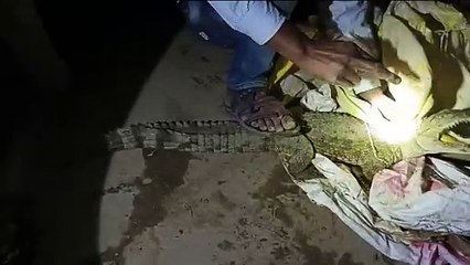 आबादी क्षेत्र में घुसा मगरमच्छ, विभाग ने किया रेस्क्यू