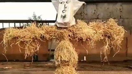 शामली: किसानों ने शुगर मिल प्रेसिडेंट का पुतला फूंका,जानिए क्या बोले