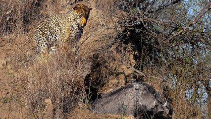 Leopard Catches Warthog in its Burrow - Stealth at its Best!