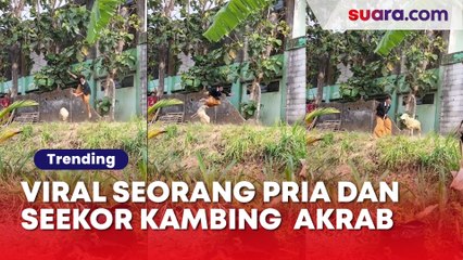 Viral Seorang Pria dan Seekor Kambing Tampak Akrab Bermain Bersama: Bertemu Teman Sefrekuensi
