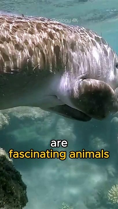 Dugongs - Marmaids in real life? #animals
