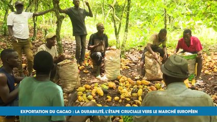 Durabilité du Cacao ivoirien, une étape cruciale vers l’exportation sur le marché européen (Ecoplus)