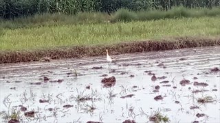 Feeding Behavior of Cattle Egret (Bubulcus ibis) | Foraging Behavior | Breakfast in Water Field | [URDU]