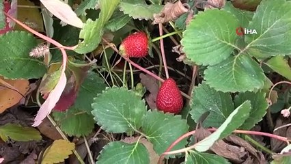 Açık alanda son hasat: Kilosu 50 liradan alıcı buluyor