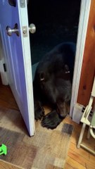 Wild Bear Shares Tender Moment With Woman