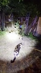 Fox Kit Plays Ball With Cat