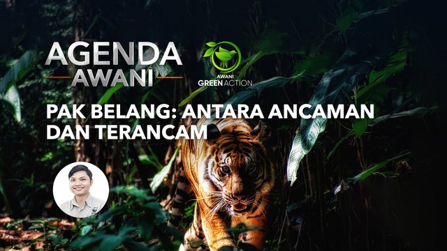 Agenda AWANI: Pak Belang: Antara ancaman dan terancam