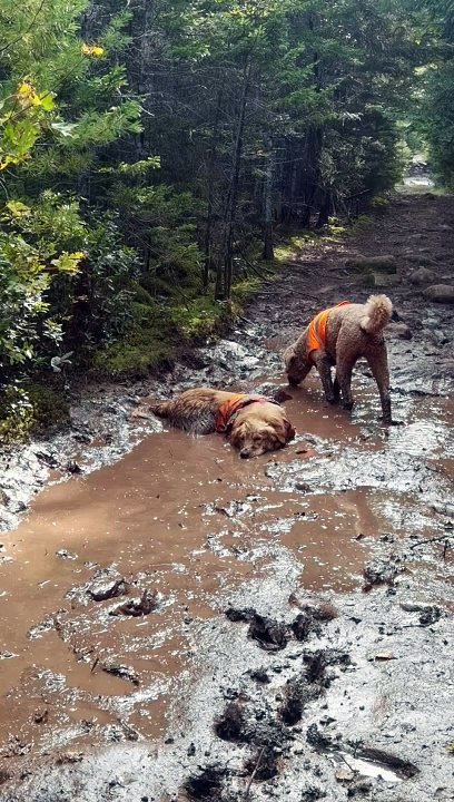 Golden Retriever Rests In Mud Puddle