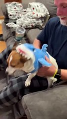 Shark Costume Puts Dog In Character