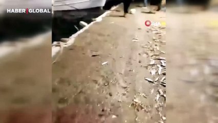Yunanistan’da kıyıya vuran sardalyaları elleriyle topladılar