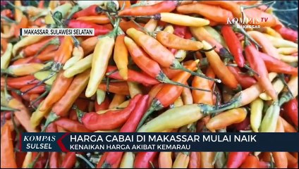 Harga Cabai Di Makassar Mulai Naik