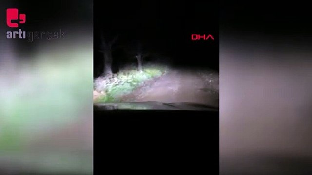 Orman yolunda otomobilin karşısına anne ayı ile yavrusu çıktı