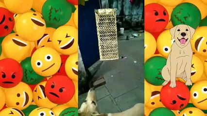 Cute  Dog Lovi want to play with mouse।  Funny Dog