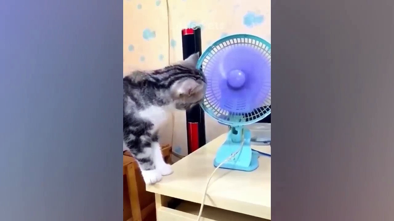 Funniest Animals 2023