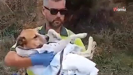Perro paralizado de terror en Zamora: miles de personas lloran con el gesto de la Guardia Civil