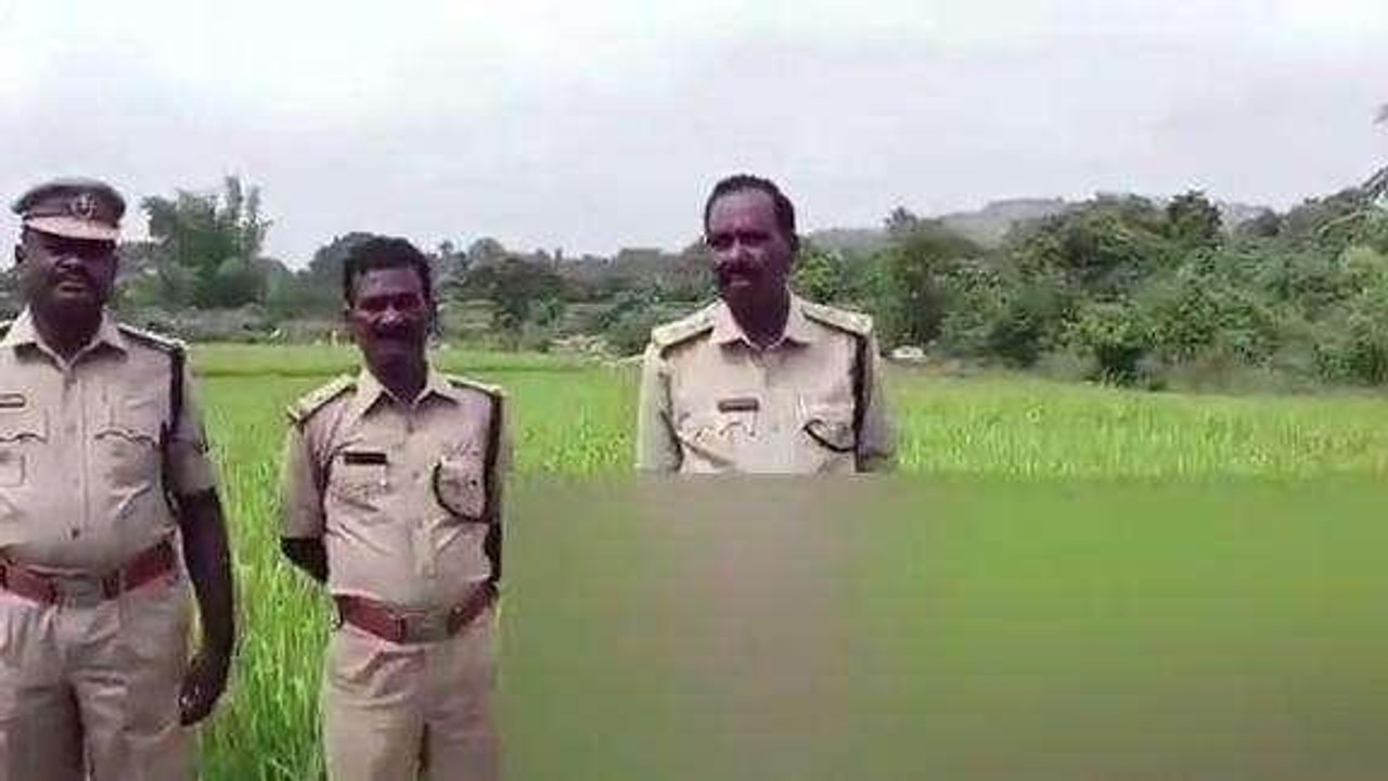 చిత్తూరు జిల్లా: విద్యుదాఘాతానికి ఏనుగు మృతి