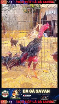 Trường Gà Savan Đá Gà Chọi C1 Trực Tiếp Savan | Xem Đá Gà Trực Tiếp Savan 368BET.LIVE #reels