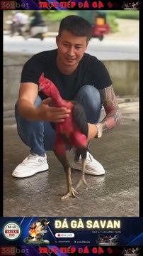 Trường Gà Savan Đá Gà Chọi C1 Trực Tiếp Savan | Xem Đá Gà Trực Tiếp Savan 368BET.LIVE #reels