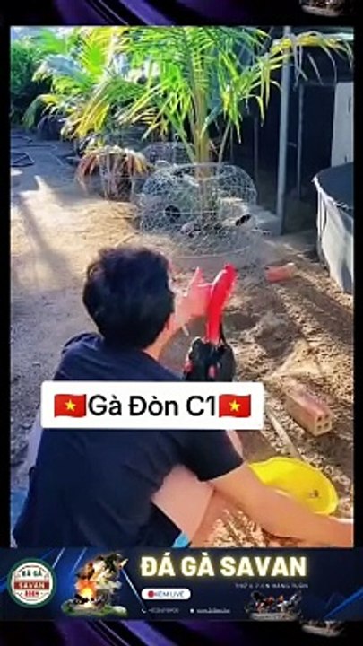 Trường Gà Savan Đá Gà Chọi  C1 Trực Tiếp Dakcheung| Xem Đá Gà Trực Tiếp Dakcheung368BET.LIVE  #reels
