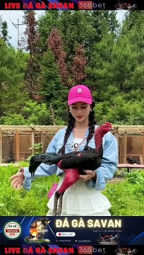 Trường Gà Dakcheung Đá Gà Chọi C1 Trực Tiếp Dakcheung| Xem Đá Gà Trực Tiếp Dakcheung368BET.LIVE #reels