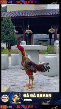 Trường Gà Dakcheung Đá Gà Chọi C1 Trực Tiếp Dakcheung| Xem Đá Gà Trực Tiếp Dakcheung368BET.LIVE #reels