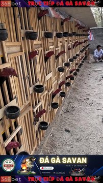 Trường Gà Dakcheung Đá Gà Chọi C1 Trực Tiếp Dakcheung| Xem Đá Gà Trực Tiếp Dakcheung368BET.LIVE #reels