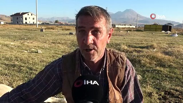 Ünü Türkiye sınırlarını aşan dev köpek: Aksaray Malaklısı