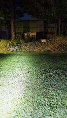 Fox Kit Plays Ball With Cat