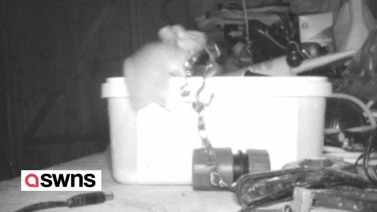 Stolzes mäuschen beim aufräumen des gartenschuppens gefilmt