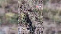Sivas'ta 2 metrelik dev zehirli yılan görenleri korkuttu