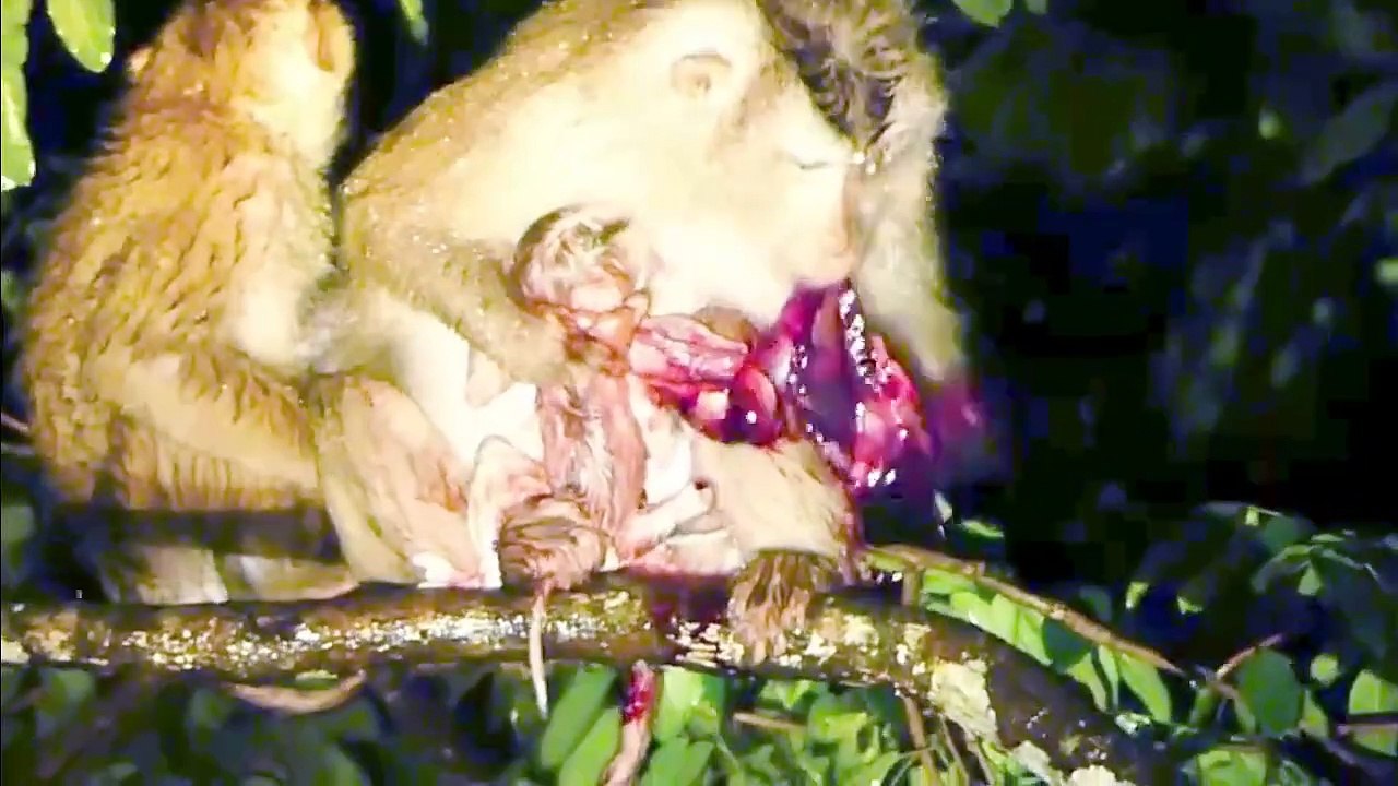 Ah look!, mother deliver baby on high tree at night time, elder son stay closely to warm mother