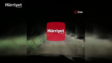 Aracın önünde koşturan anne ve yavru ayı kamerada