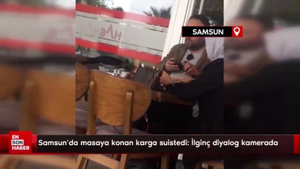 Samsun'da masaya konan karga su istedi: İlginç diyalog kamerada