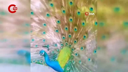 Tavus kuşunu CİMER’e şikayet ettiler